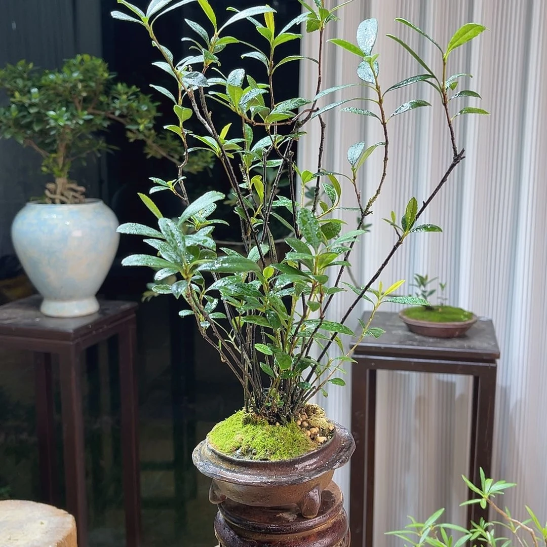 有***可无花朵9999888888888