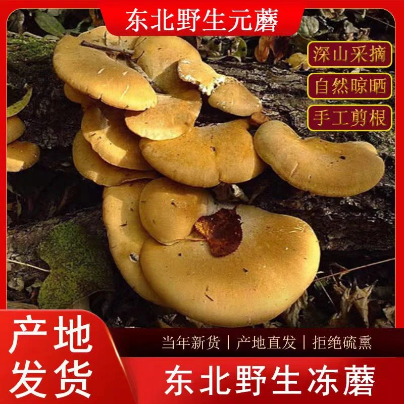 长白山元蘑冻蘑菇干货油炸炒菜炖菜