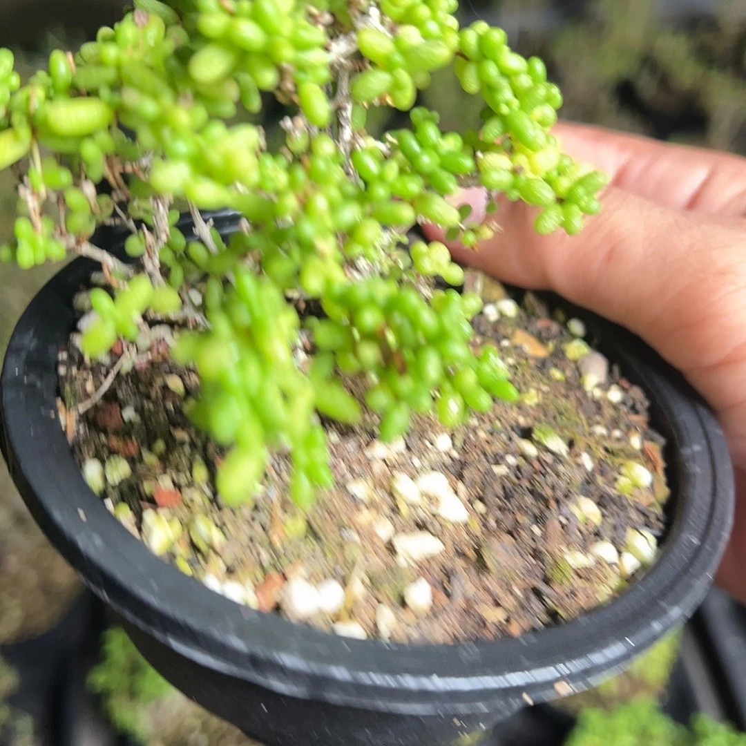 可爱多米粒120盆老桩福利