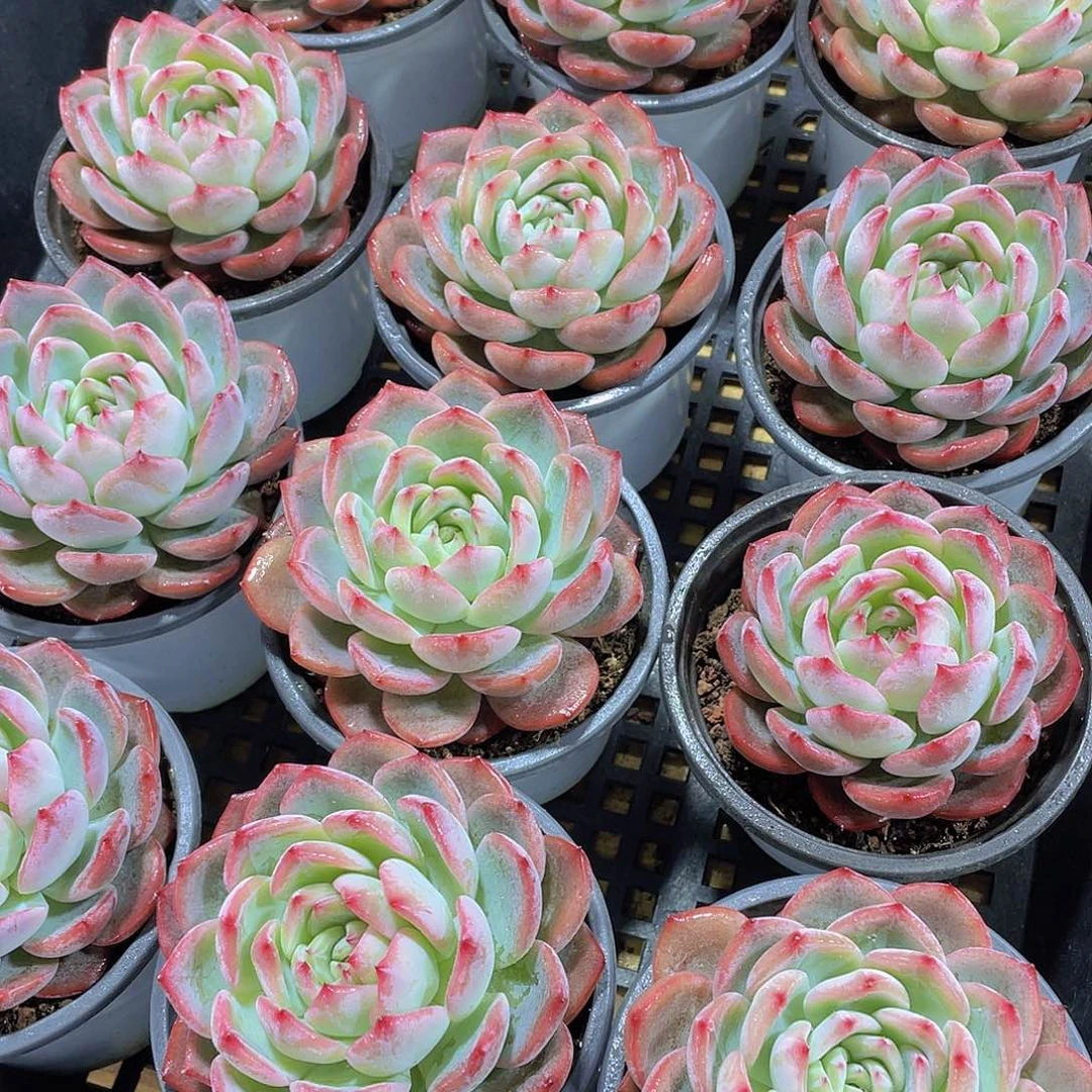 量拍60号 红鸾单头一个