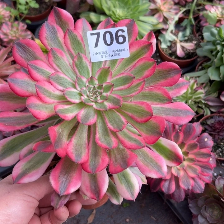 706多肉植物粉铜