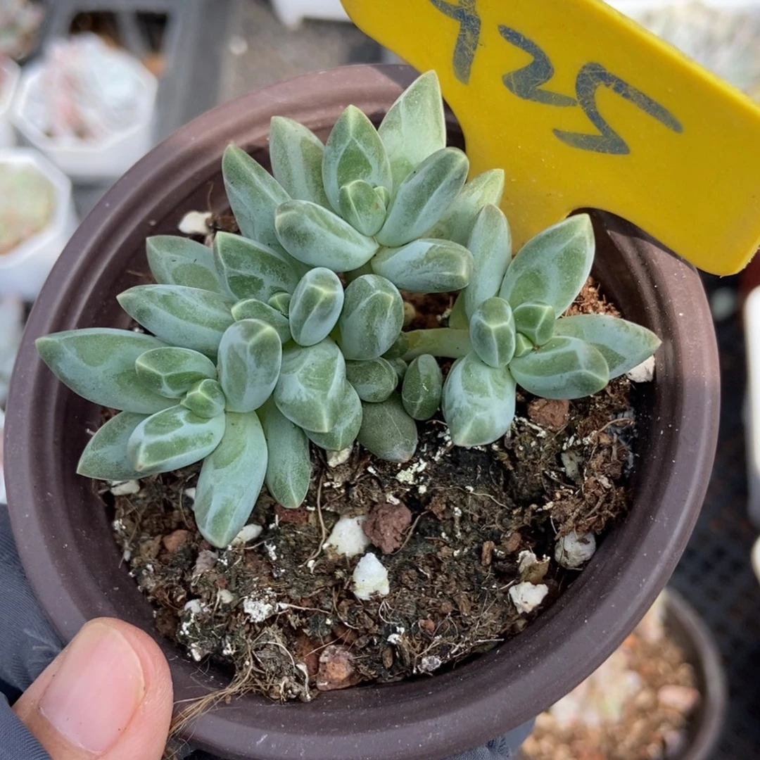 925海豚美人多肉植物