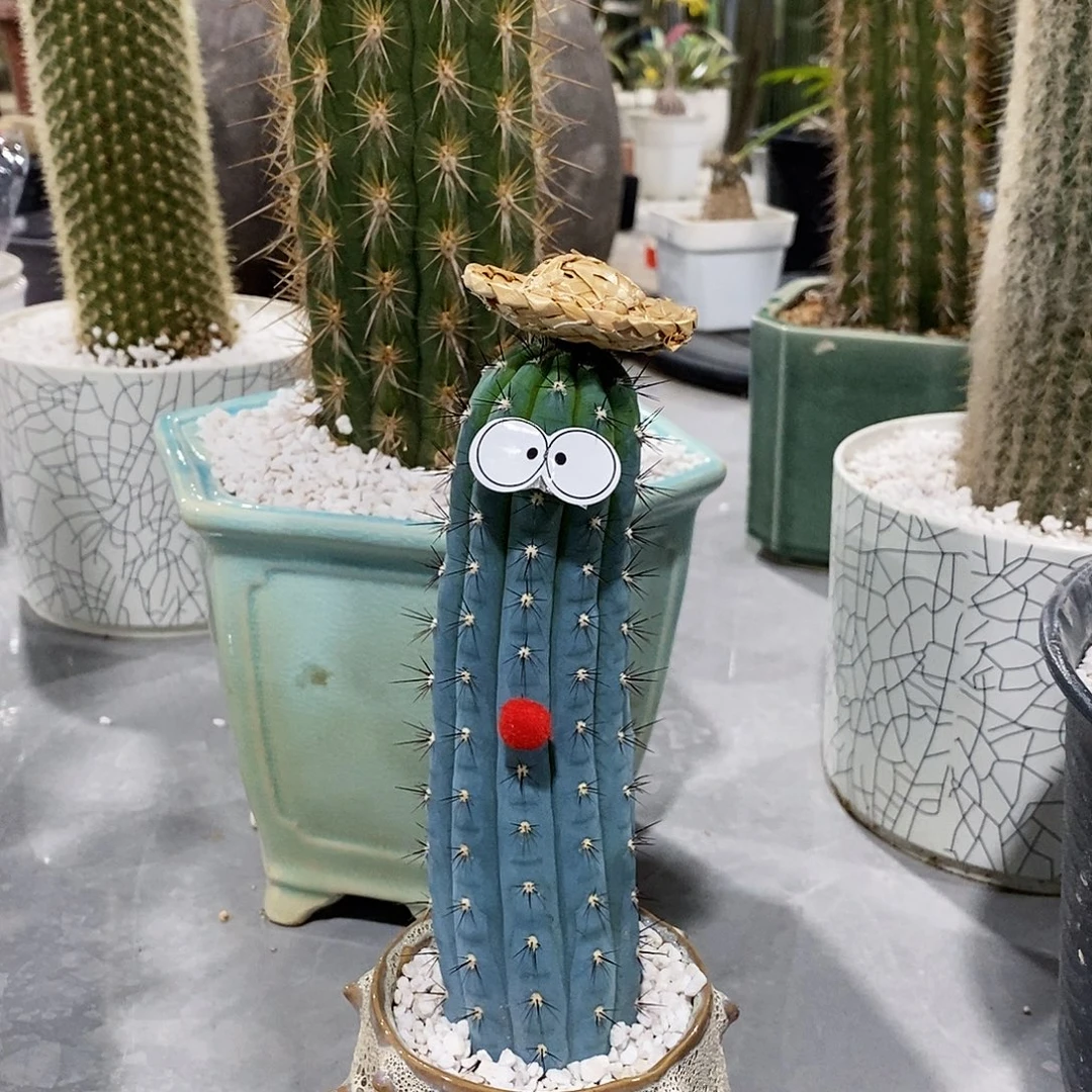 鸡腿柱侧牙高15-20公分