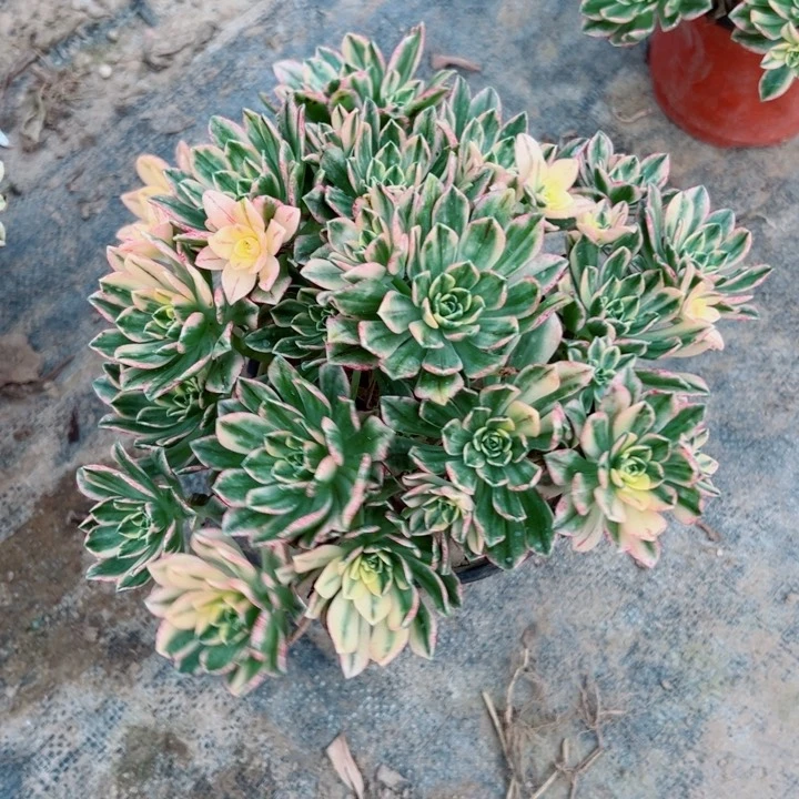 173甜茶多肉植物