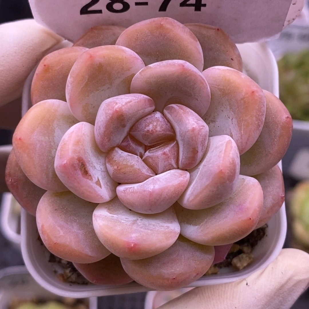 【闪购商品】28-74