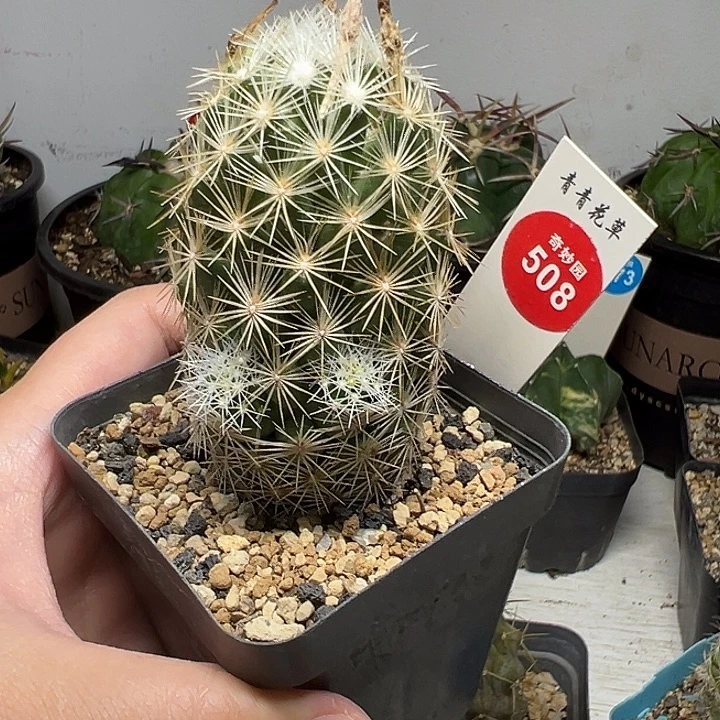 实生带崽孤僻丸一棵3.9cm