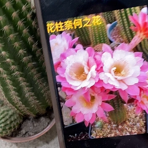 奈何毛花，36894890