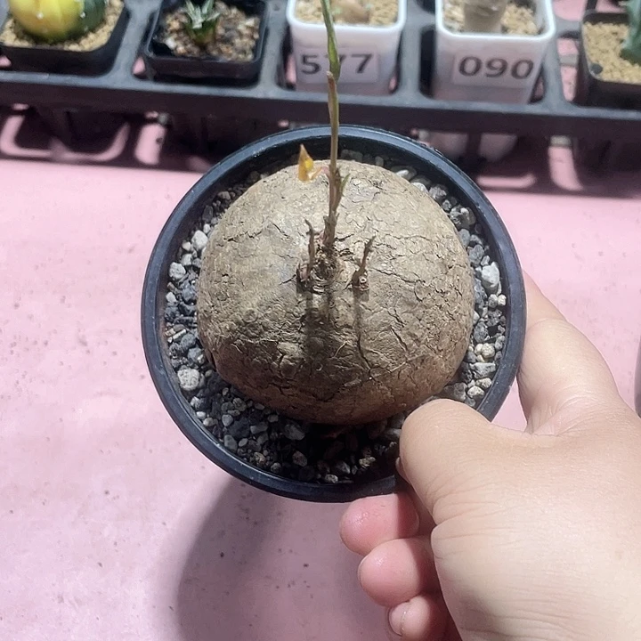 毛***财785产地何鲁牵牛块根