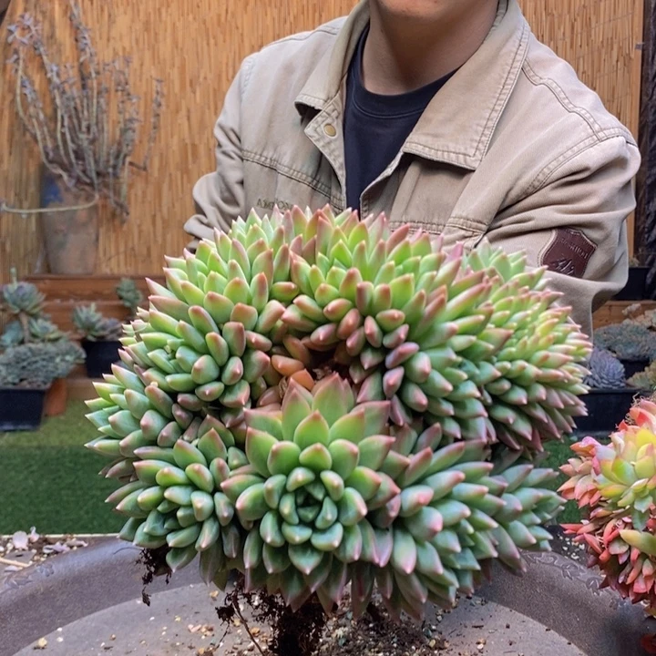 以***北154号松露美人多肉植物