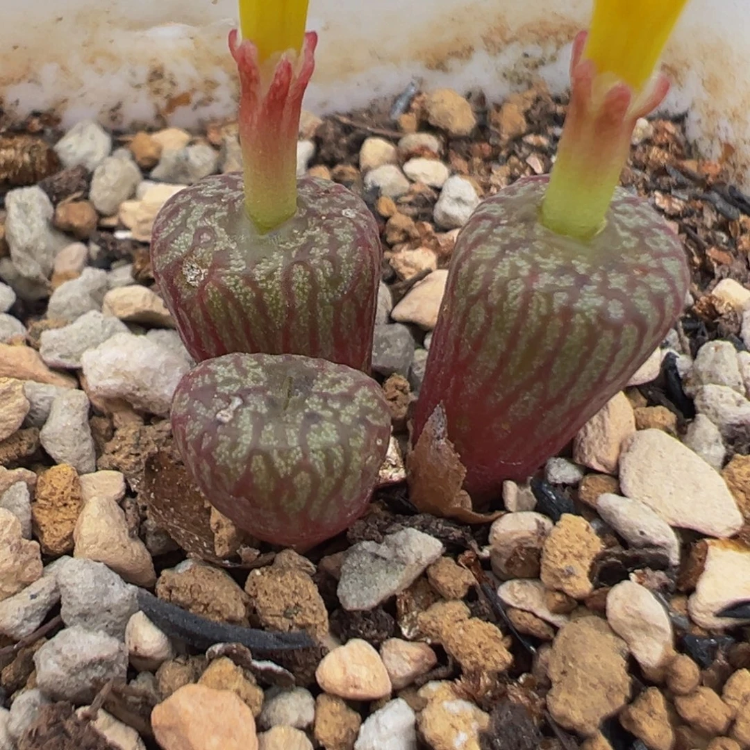 121多肉植物种类多样