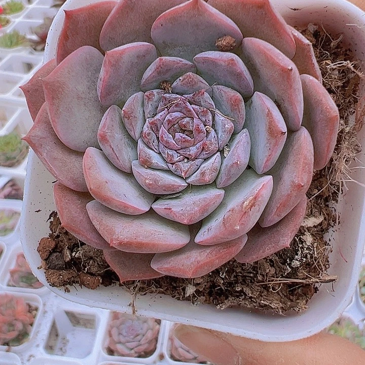 恩宠19包邮多肉植物