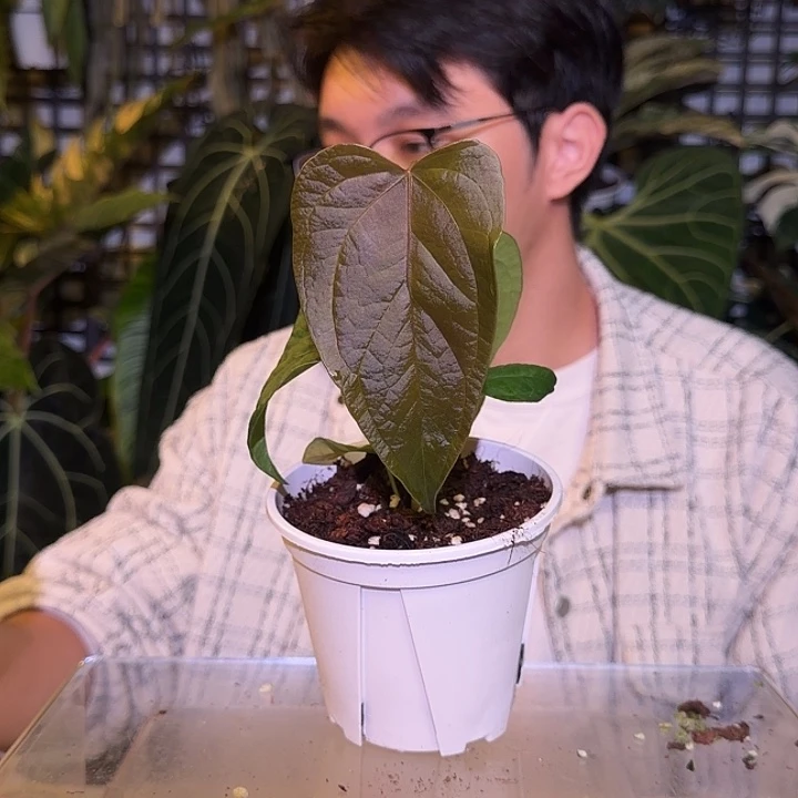 完全开放L149 女王之星