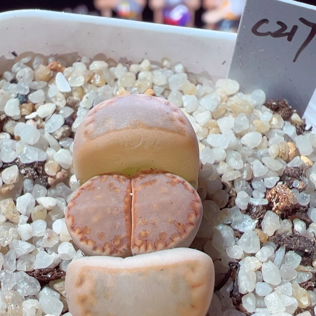 ?****?209-151.我是真的不