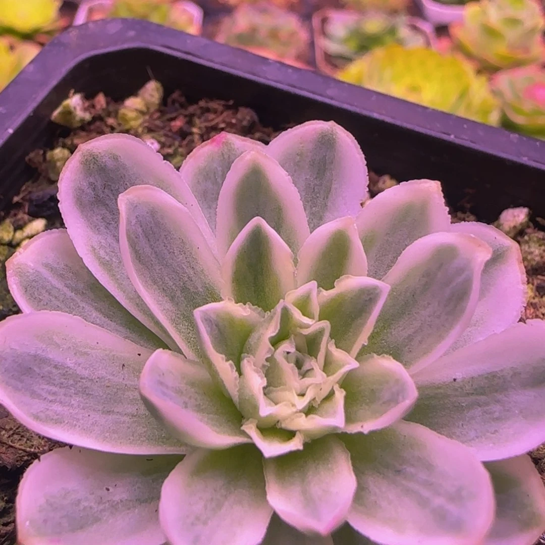 秋夕玫瑰锦1135656567353535335