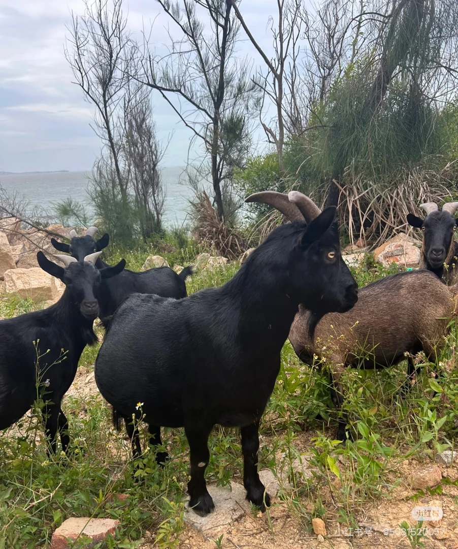 努比亚黑山羊  笼子  食槽