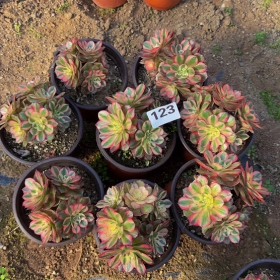 荔枝迷你8棵3号棚123