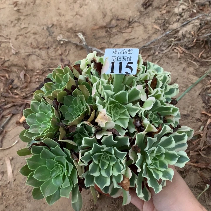 115白凤阴阳4号棚