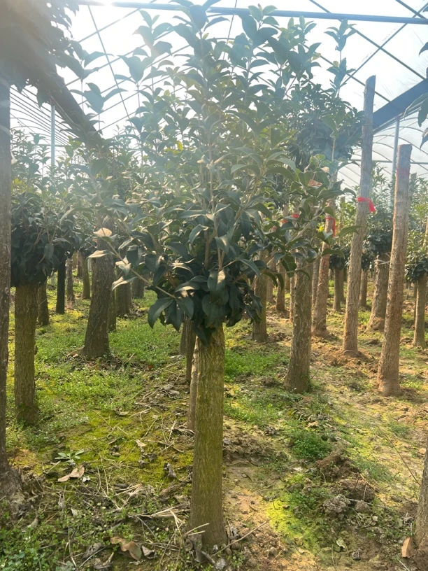 嫁接桂花金桂丹桂八月桂花树室外绿植大盆栽花卉正宗桂花