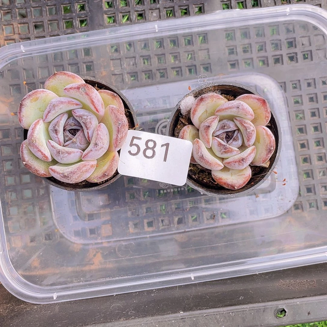 581。黑橙子2 棵。        量拍