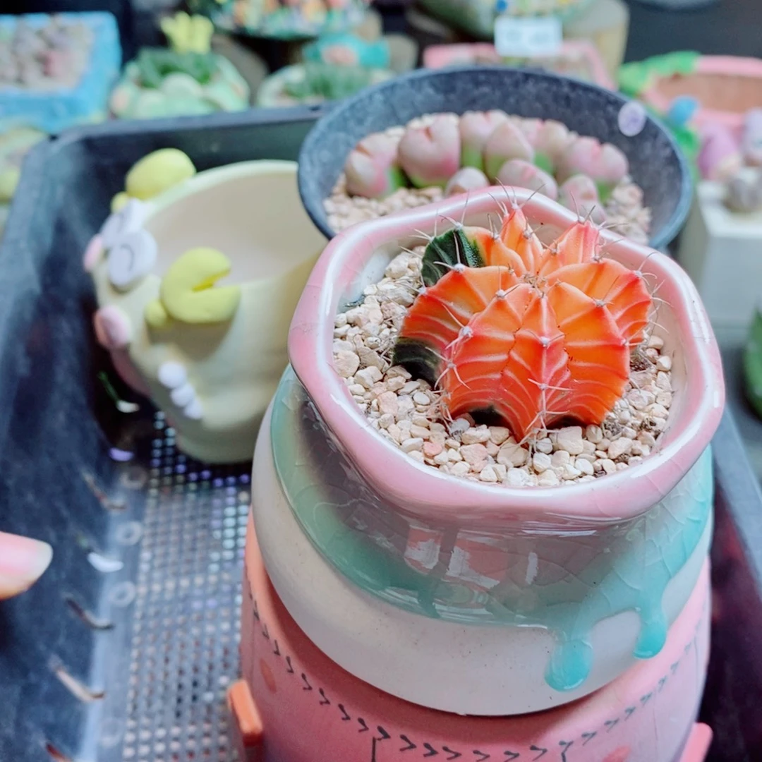 鲸***喜生石花花花哈哈哈哈哈哈699