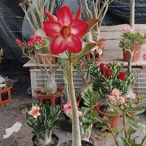 【闪购商品】静****开绿植