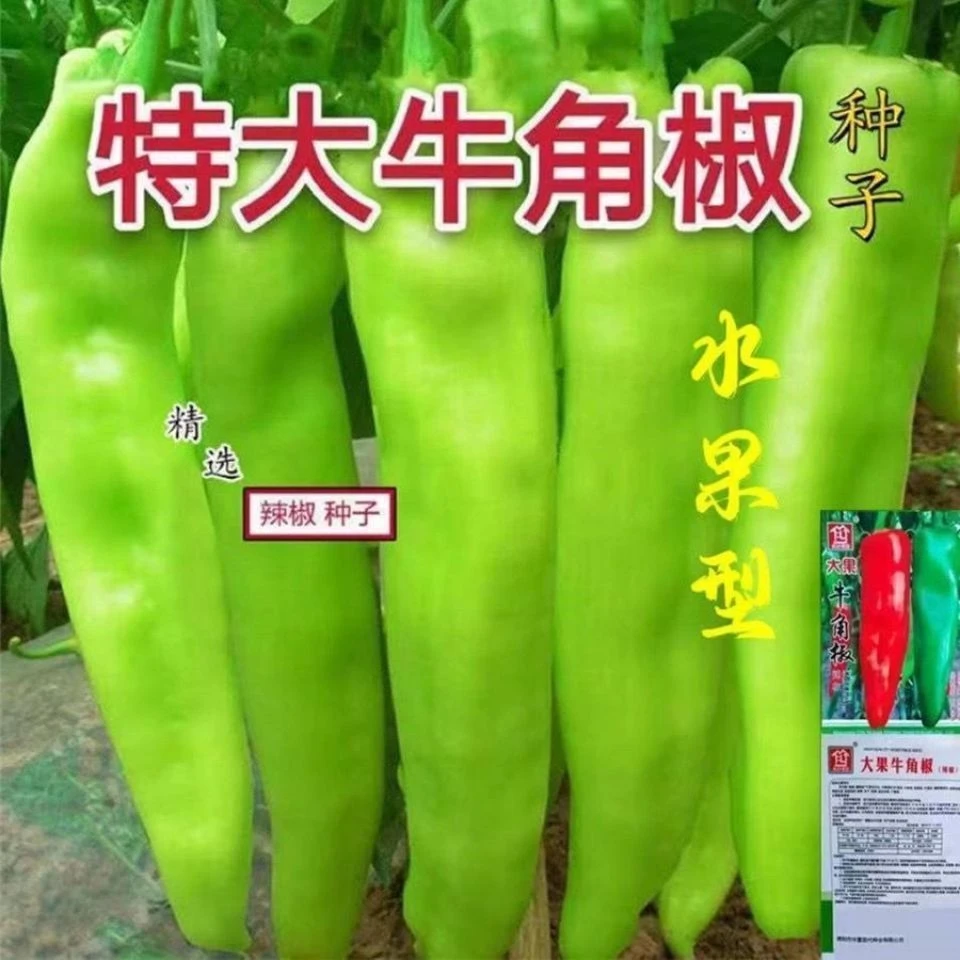 大果牛角椒种子辣椒种子蔬菜种子春秋高产早熟辣椒种子田园易种植