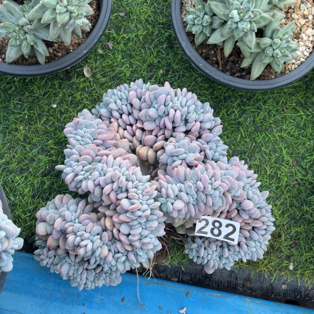 282号新疆西藏内蒙古不包邮的