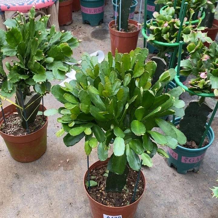 当前无花栽培后可以开花488嫁接假昙花