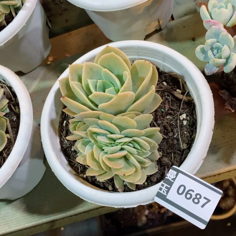 【闪购商品】岚****室星娜塔缀0687