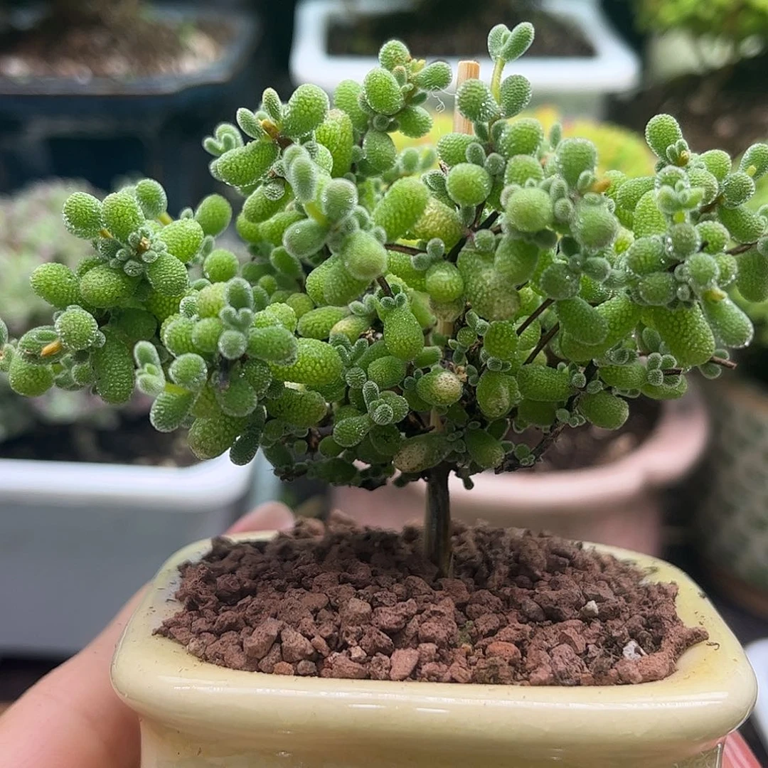 21翡翠带盆优选枝干