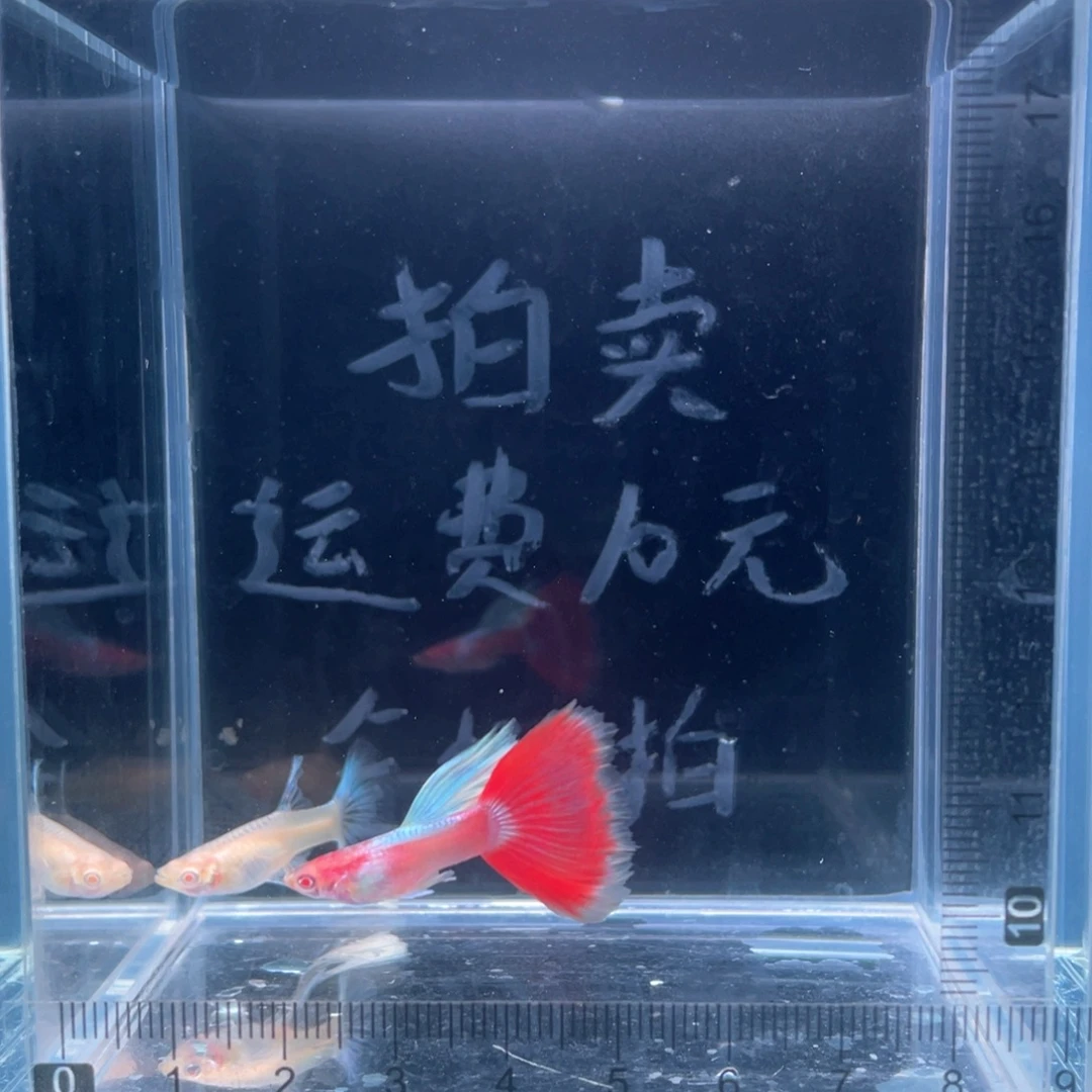 孔雀鱼蓝白火烧云大C一对