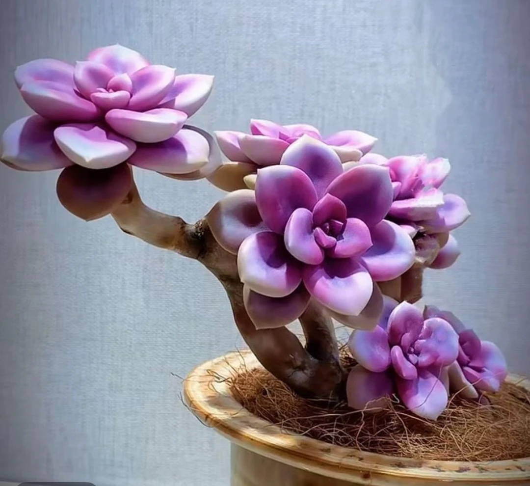 老桩紫乐多肉植物多肉盆栽耐寒易养适合新手阳台庭院种植