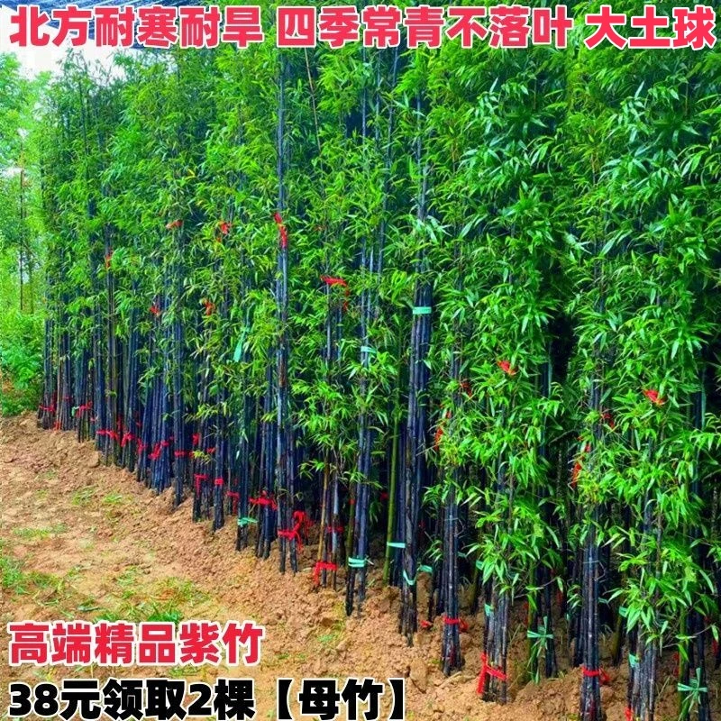 紫竹苗四季常青庭院围墙遮挡室内盆栽地栽植物北方耐寒风景竹子苗