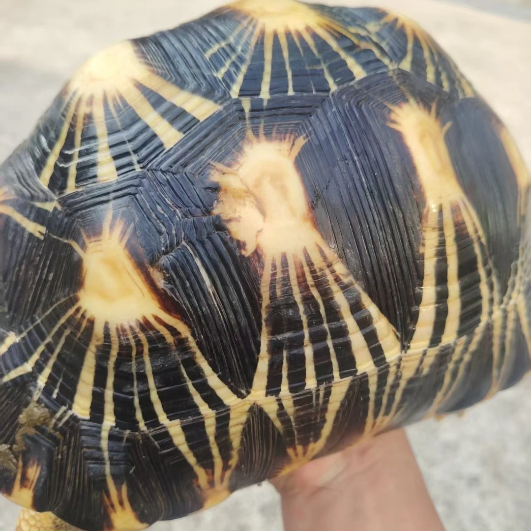 客户定制爬宠小乌龟，无状态问题不退不换