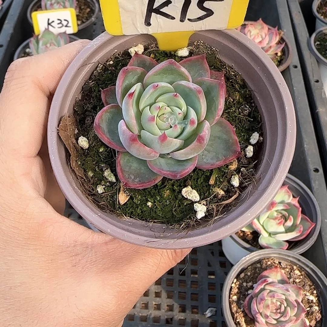 ?****?K15惊鸿单头多肉