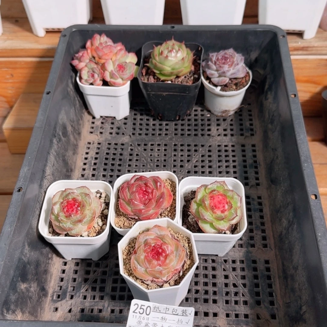 杨***亿多肉1106--250福利福利