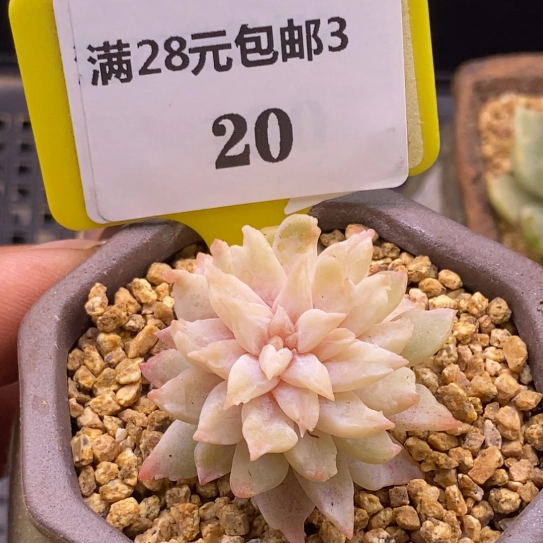 320冰淇淋石化多肉植物