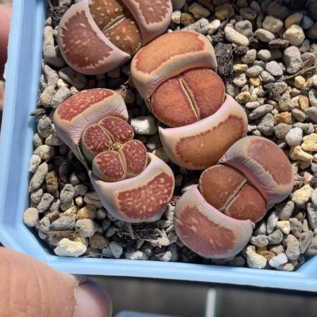 6688岛田红窗菊4颗