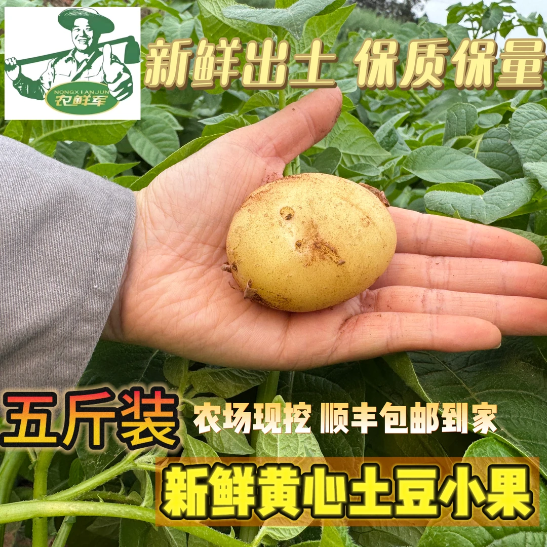 农鲜军新鲜黄心土豆小果2.5kg