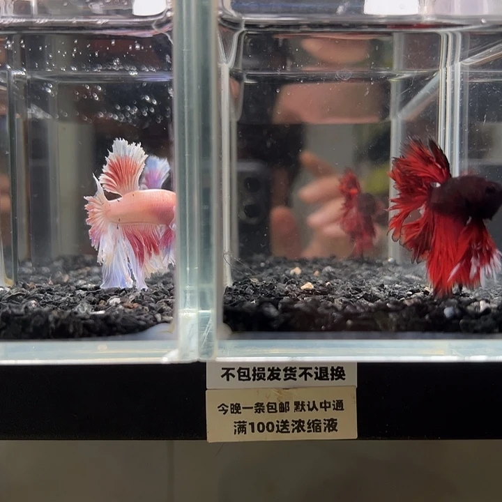 斗鱼竞拍跑单拉黑24日73+20