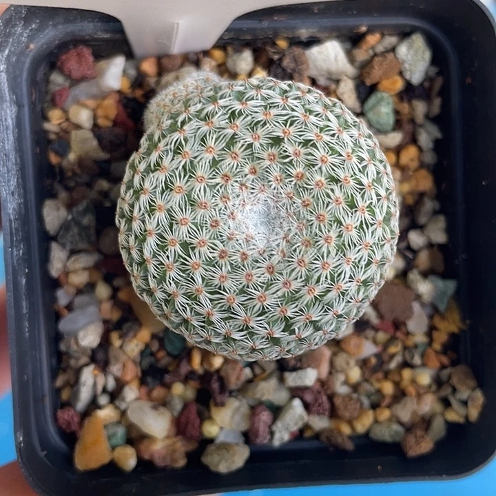 7306 妖月实生裸根发货