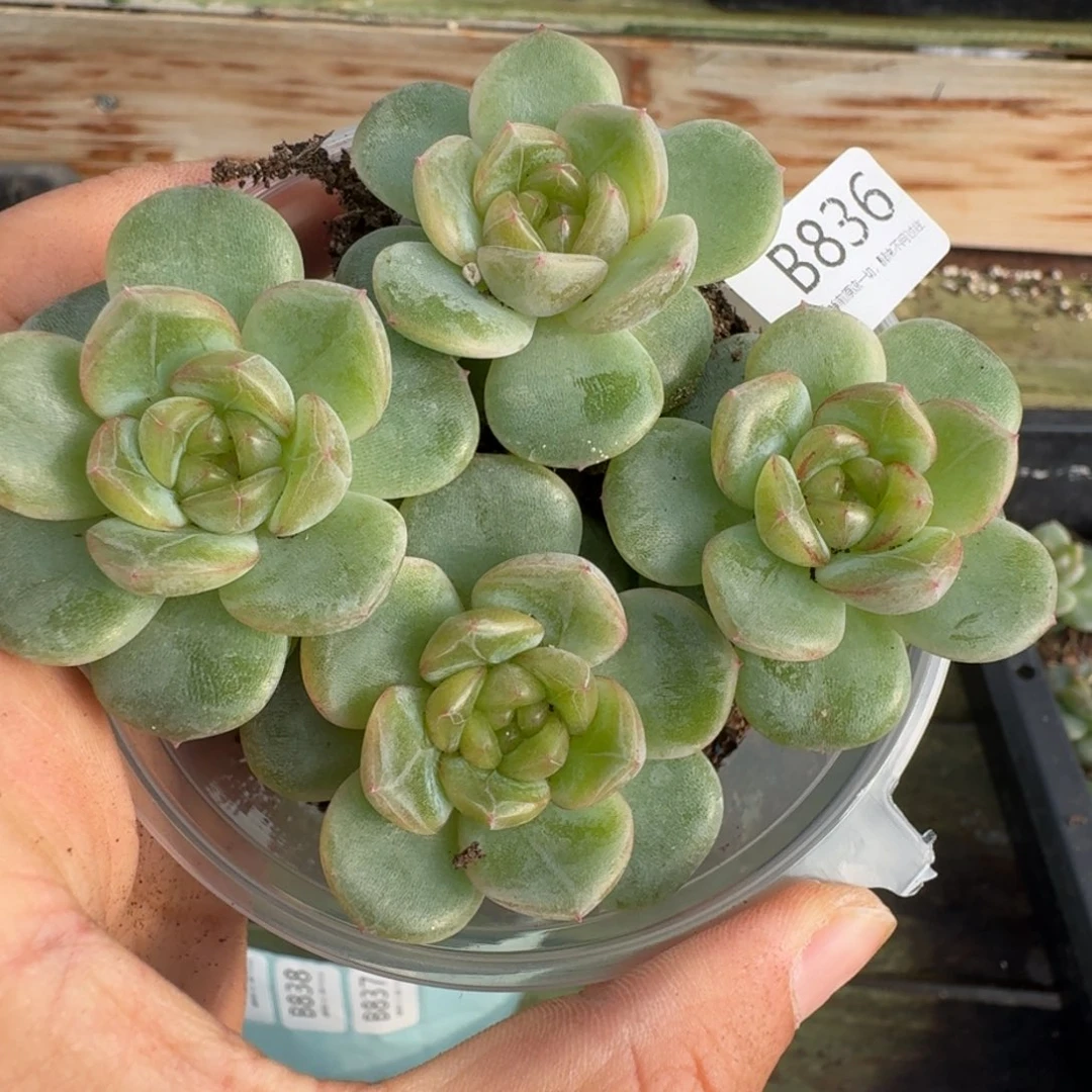 一物一拍一物一拍1026-836