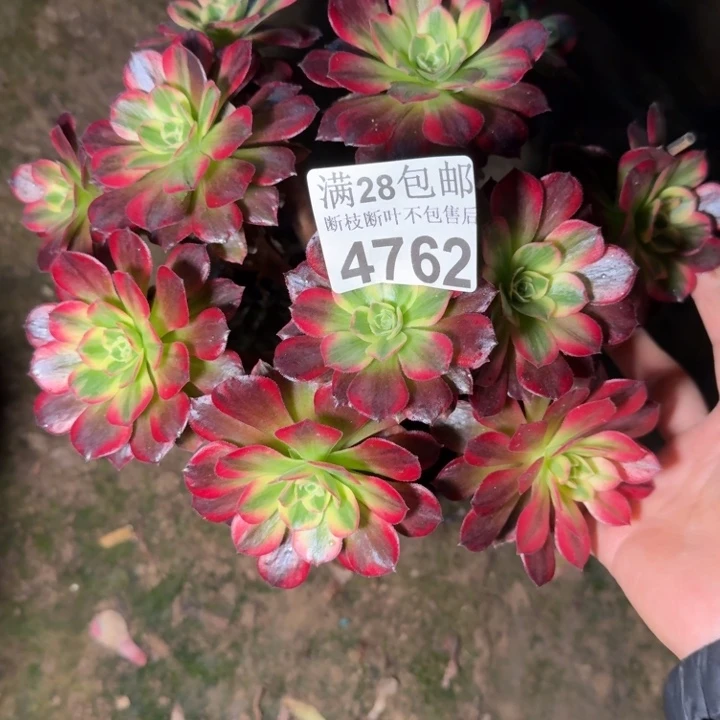 4762安娜不包断枝