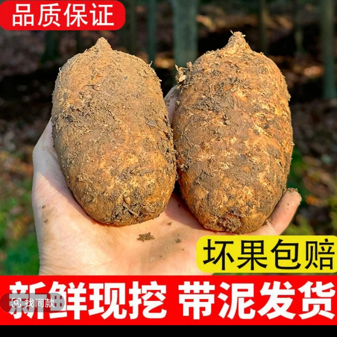 云南昭通新鲜小草坝仿野生乌天麻产地发货高山林下种植