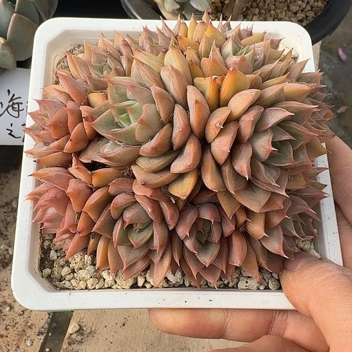 玫瑰夫人多肉植物的