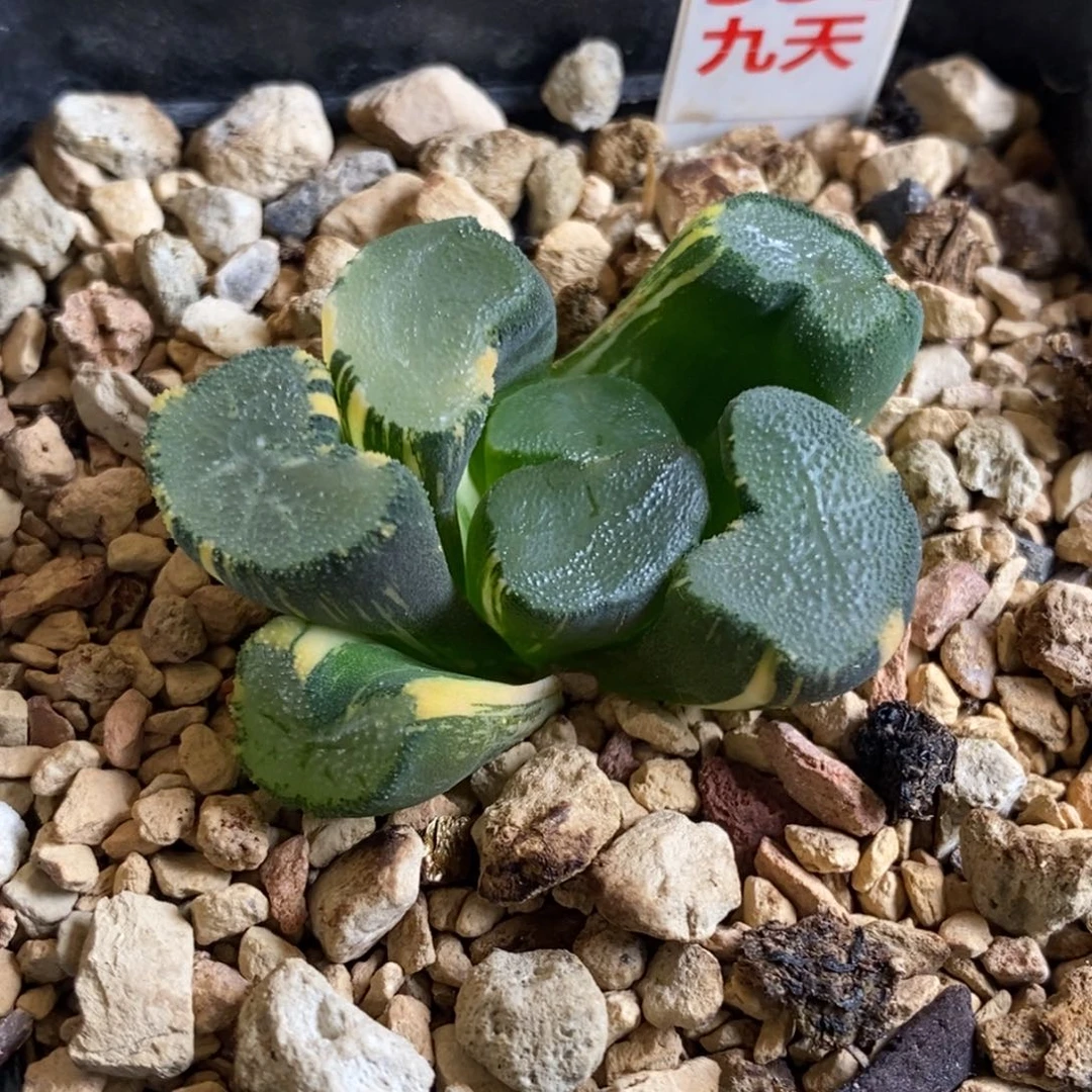 351号大明湖万象锦多肉