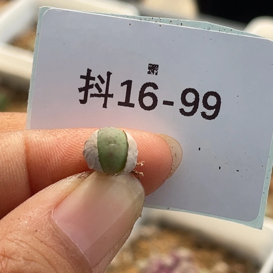 16-99鸭嘴兽小苗肉锥