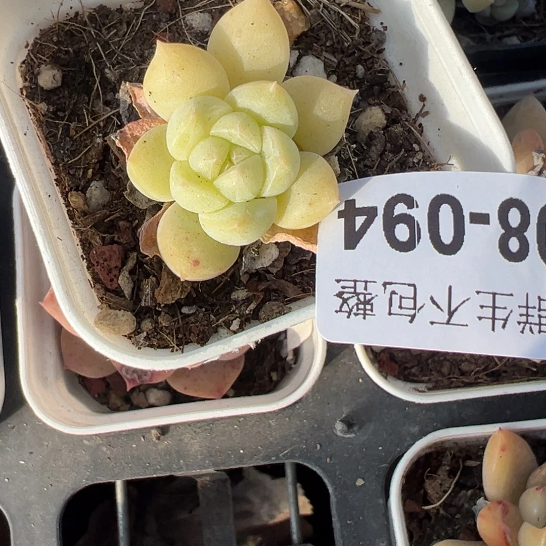 小卡拉米糖心一物一拍8-94