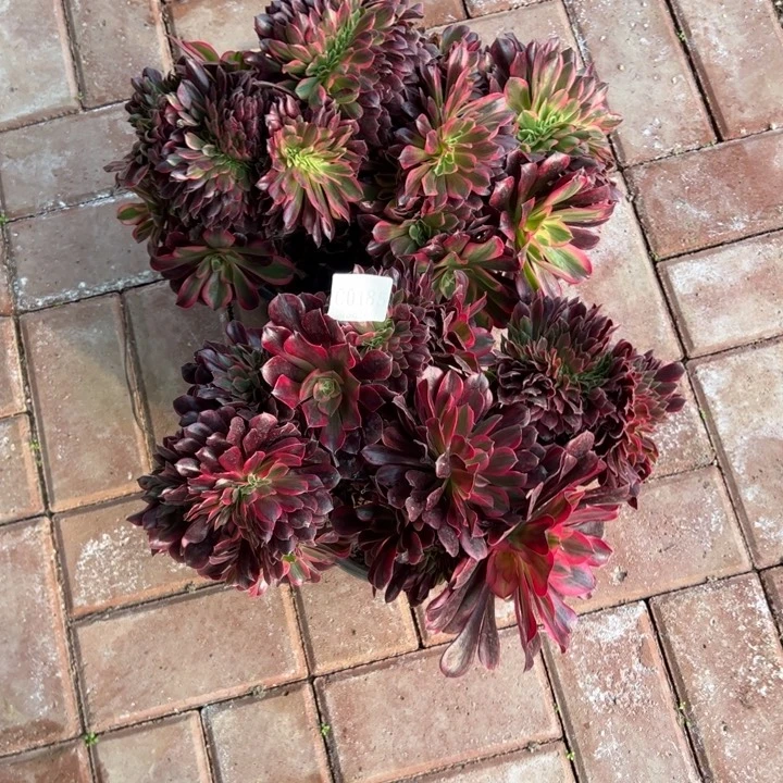 185美杜莎缀化两棵多肉植物