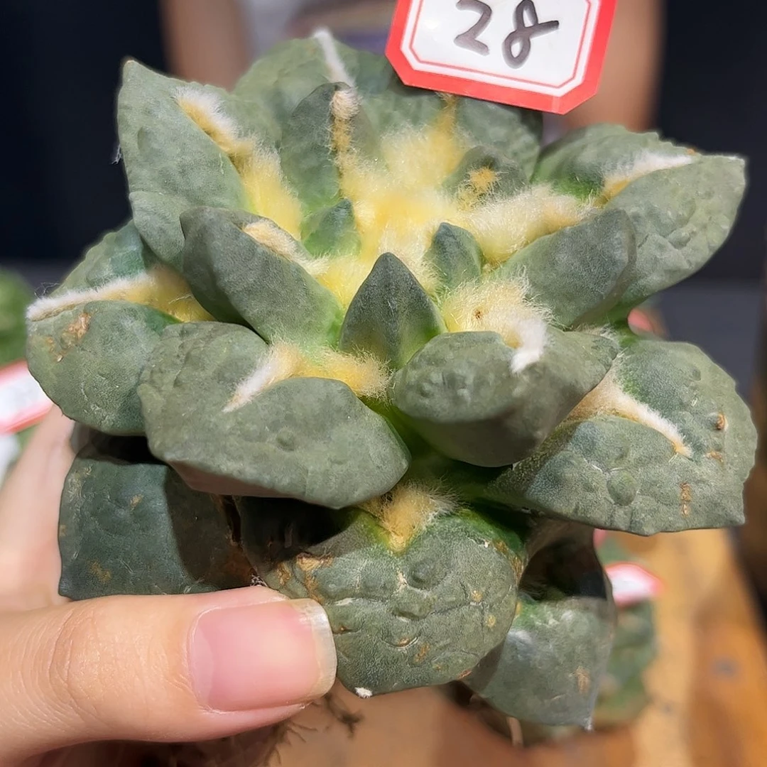 L***w28号10cm自根龙牙龟甲牡丹
